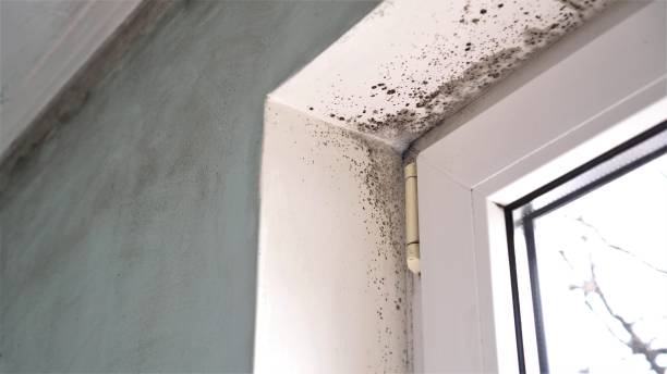 Best Fast Mold Removal  in Gary, IN