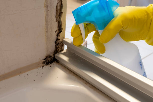 Best Attic Mold Removal  in Gary, IN