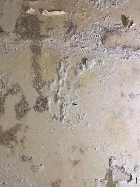 Best Residential Mold Removal  in Gary, IN